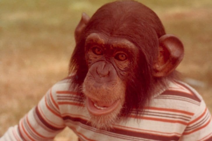 The Life Of Nim Chimpsky The Most Human Chimp There Ever Was Miss Penny Stocks 