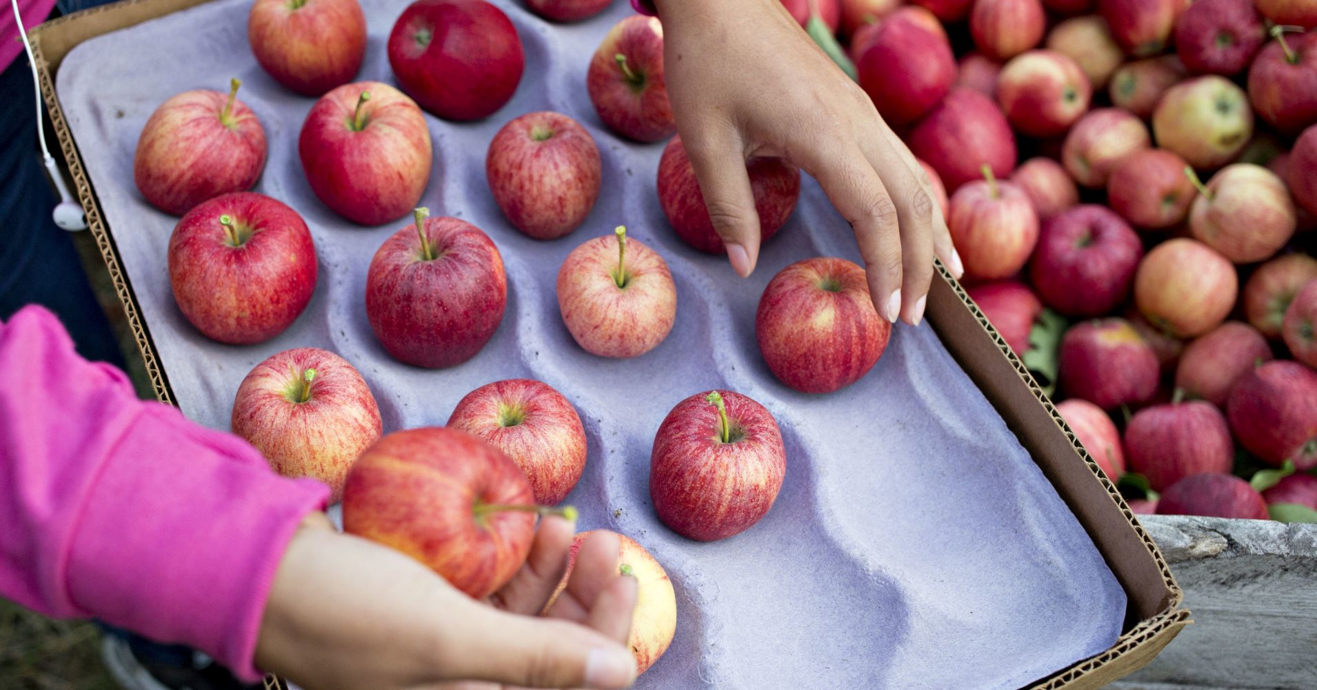 Apple farming. Американское яблоко. Яблоки в США. Яблочная промышленность. Фунтовые яблоки.